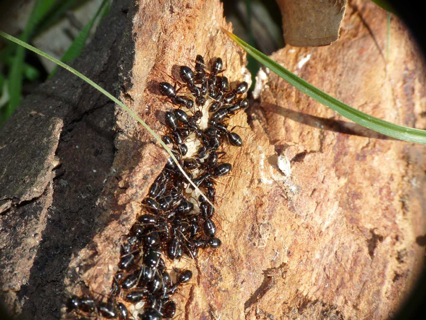 Formiche nere da determinare - Camponotus piceus